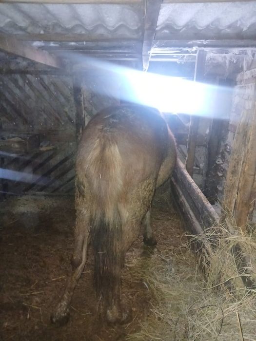 Продам готовый тай кобылка