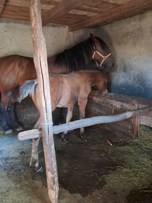 Vând iapă de 4ani