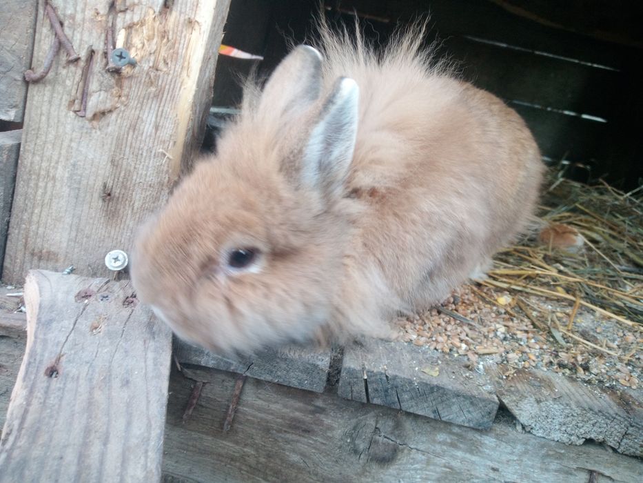 Vând cap de leu 70 lei