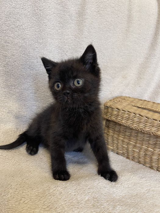 Дарим котенка, кошечка, кот, кошка