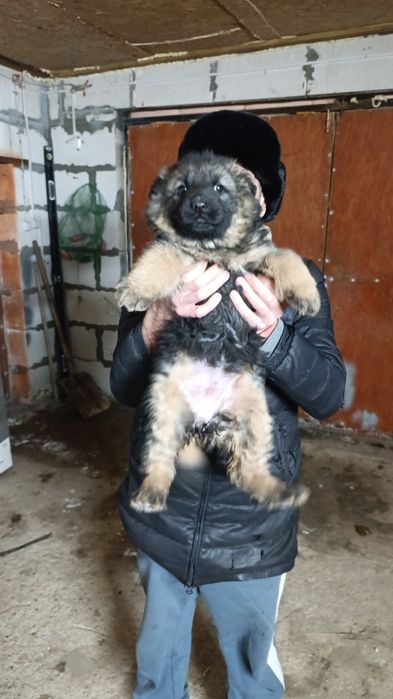 Щенки немецкой овчарки