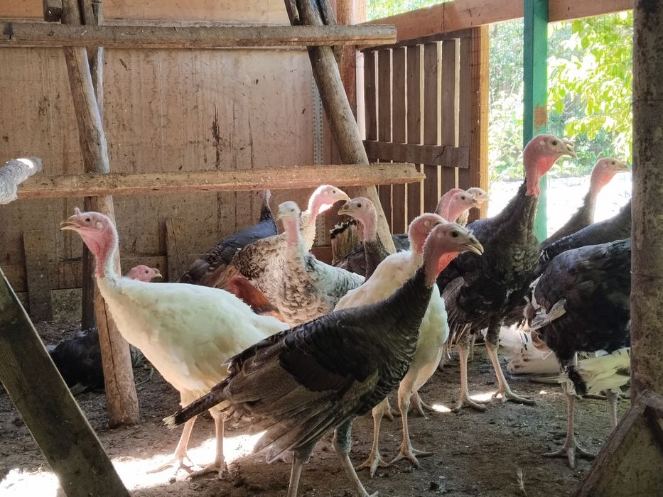 Продам индюков домашних.