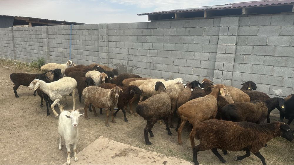 Овцы, бараны срочно продам