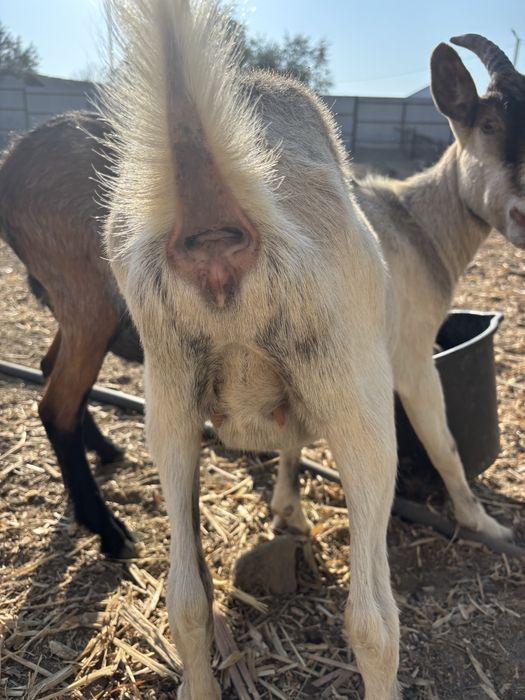 Порно фотосуреттері бар ретро қыздар