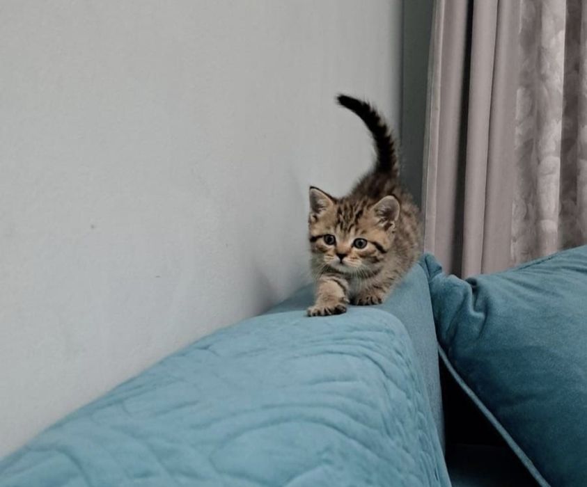 Британские котята