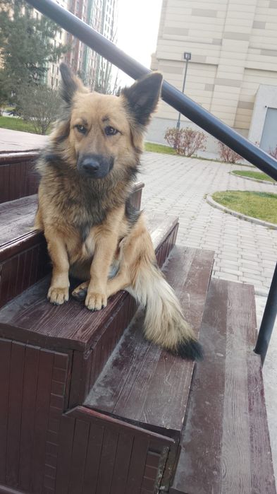 Собака ищет дом и любящих хозяев