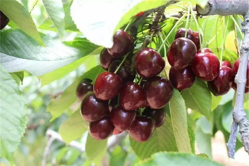 Gilos kuchatlari ishonchli va sifatli