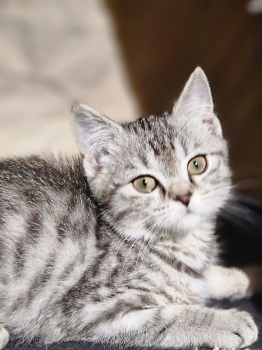 Продаётся шотландский кот