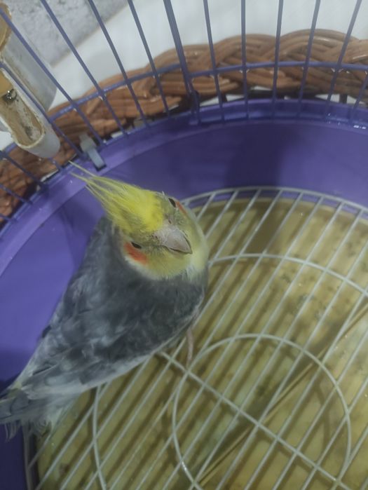 Продам попугая карелла