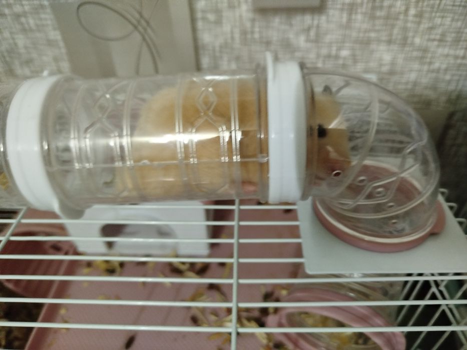 Хомяклар учун катта кафас