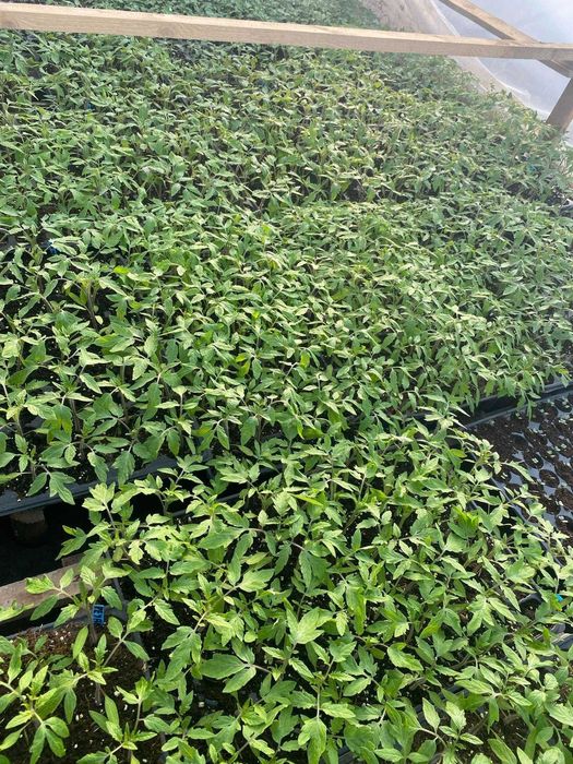 Răsaduri de legume direct de la producător AXIUC