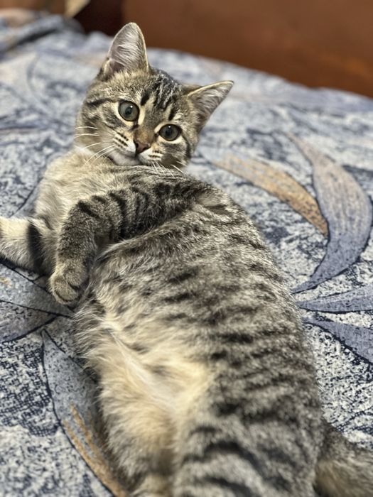 Отдам котенка в хорошие руки