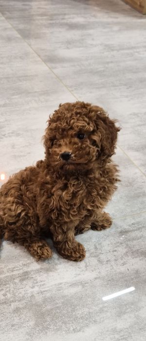 Пудел, мини пудел