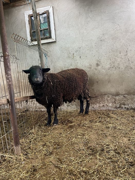 Scimb berbec rasa de carne Jura