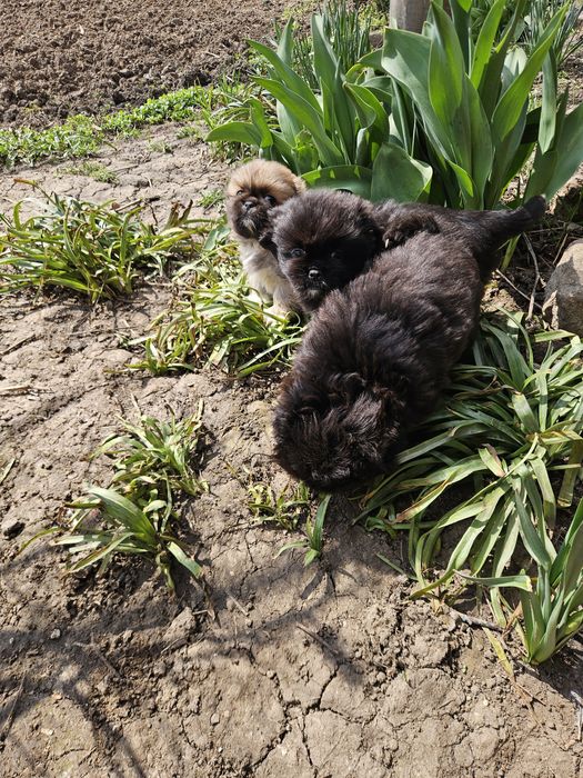 Малки сладки пекинези
