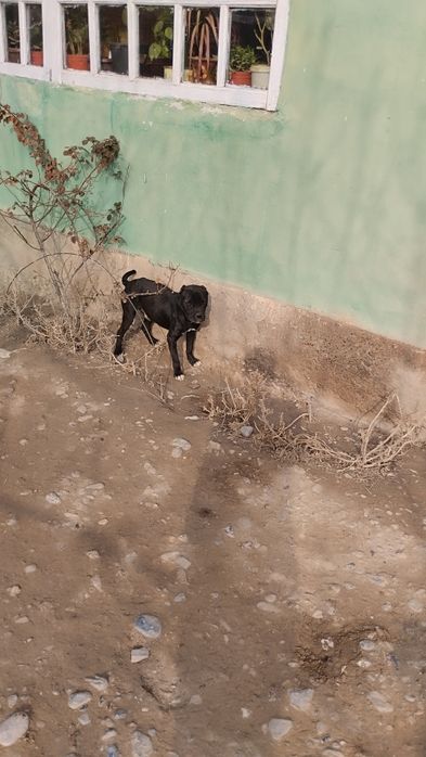 Pidbull erkak 400 000