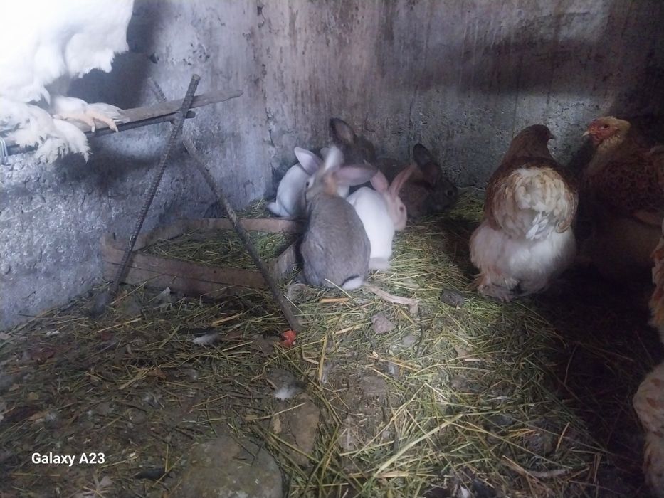 Продам кроликов 3-4мес