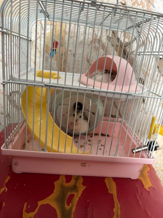 Отдам хомячков бесплатно