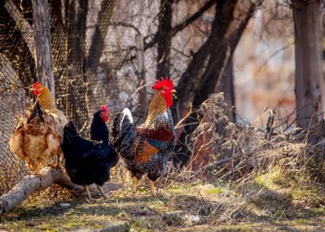 Млади домашно гледани Петли