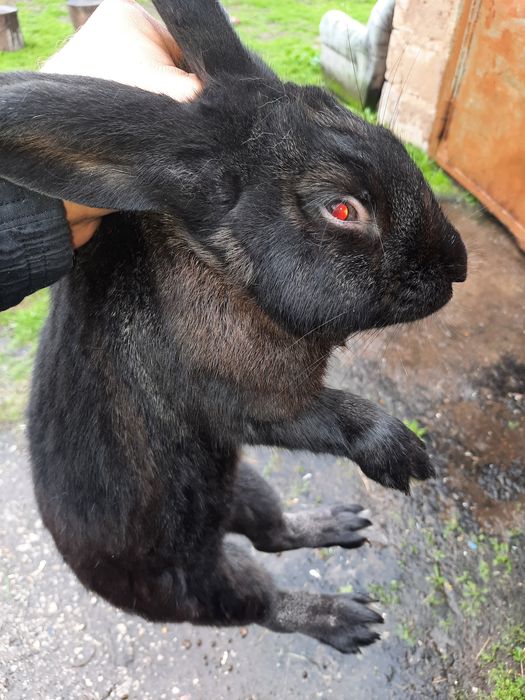 Продам  крола...