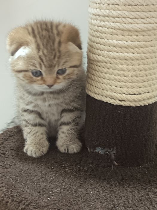 Fold  mushukcha sotiladi