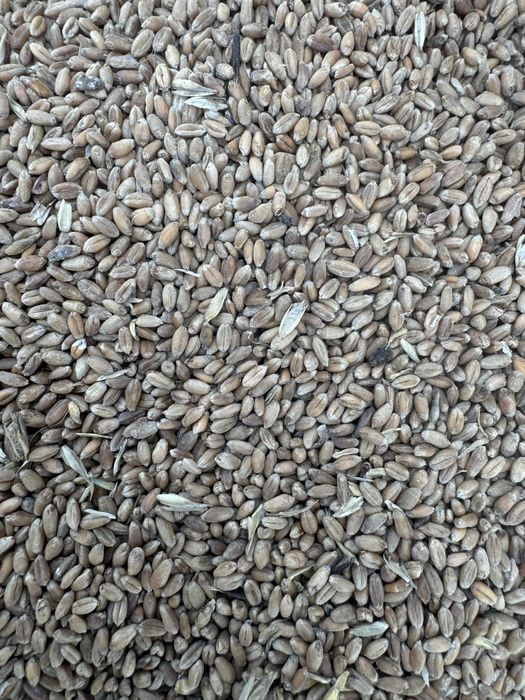 Пшеница неклассная,