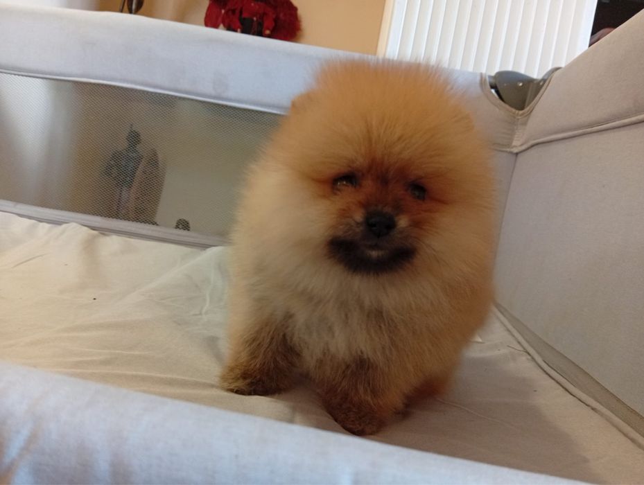 Pomeranian baietel