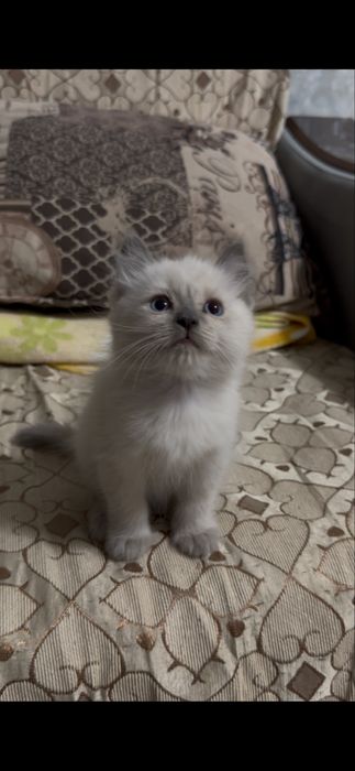 Котята в хорошие руки