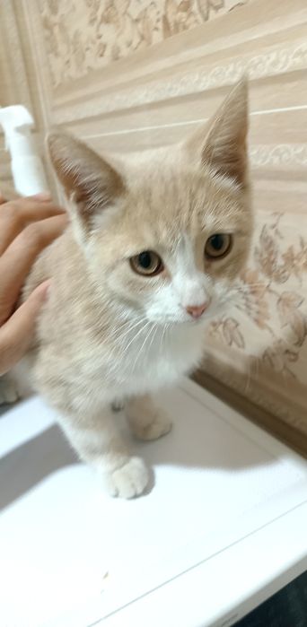 Породистый кот, 5 месяцев.