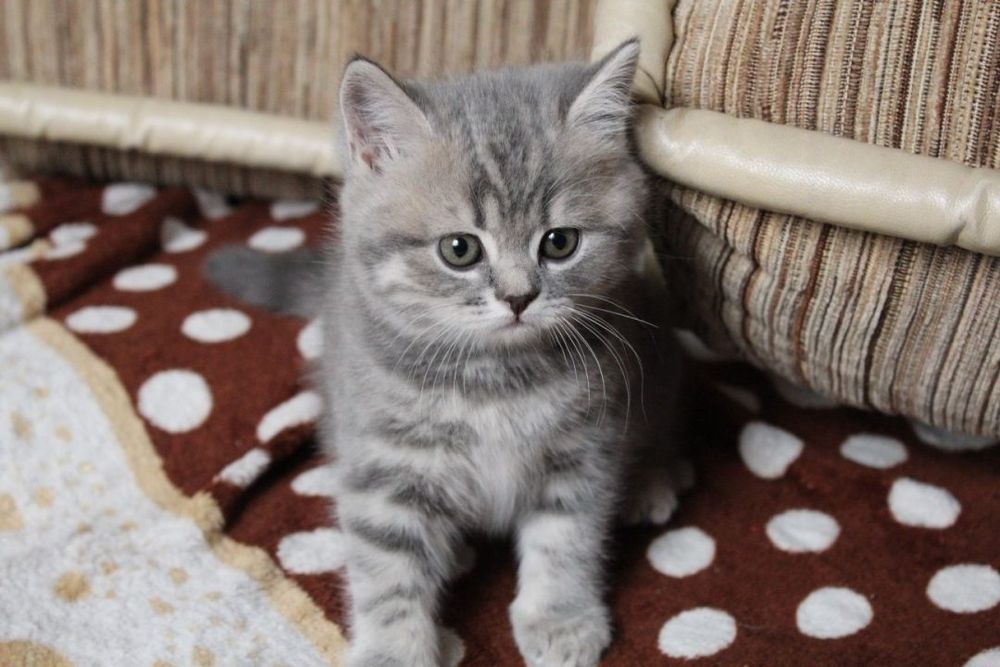 Шотландский котята