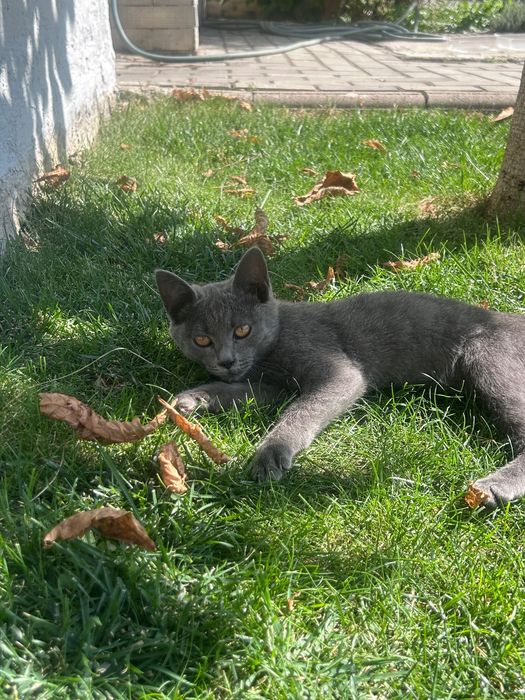 Котенок , девочка Срочно ищет хозяина!!!