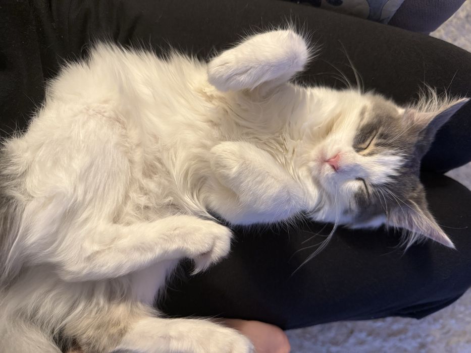 Котенок (девочка)