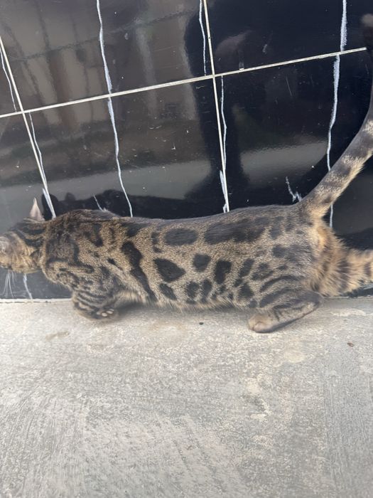 Bengaliskiy mushuk toza qon