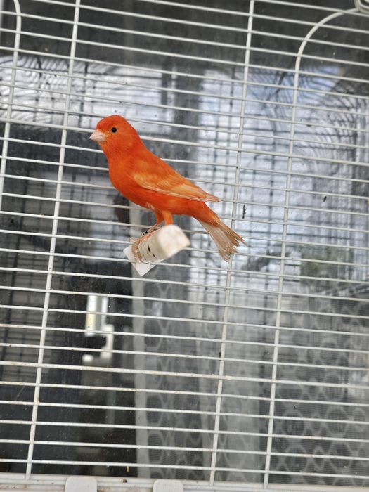 Canari candatori tineri 2025