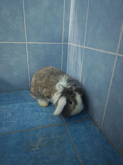 Karlik quyon sotiladi