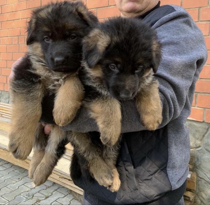Шикарные щенки немца
