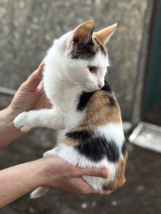 Отдам котят, в хорошие руки