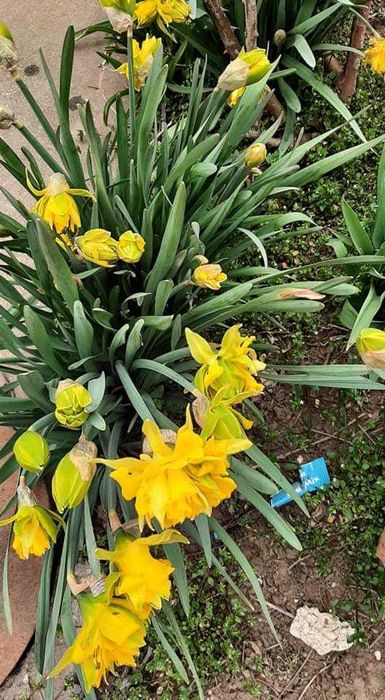 Български многогодишни цветя, 1лв брой