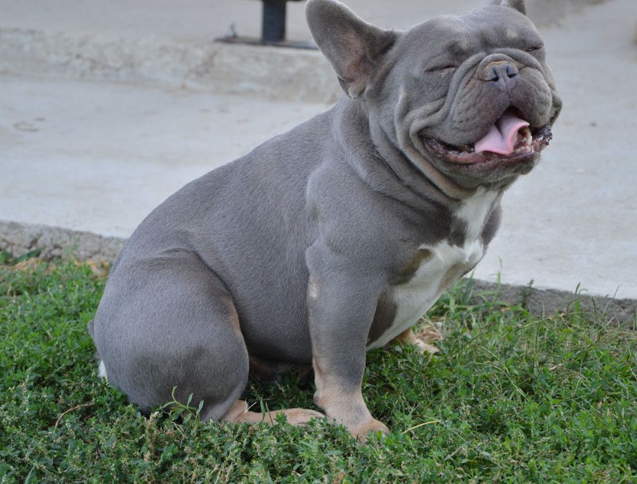 Френски булдог син уникат