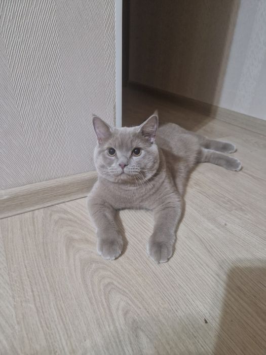 Продам ласкового британца
