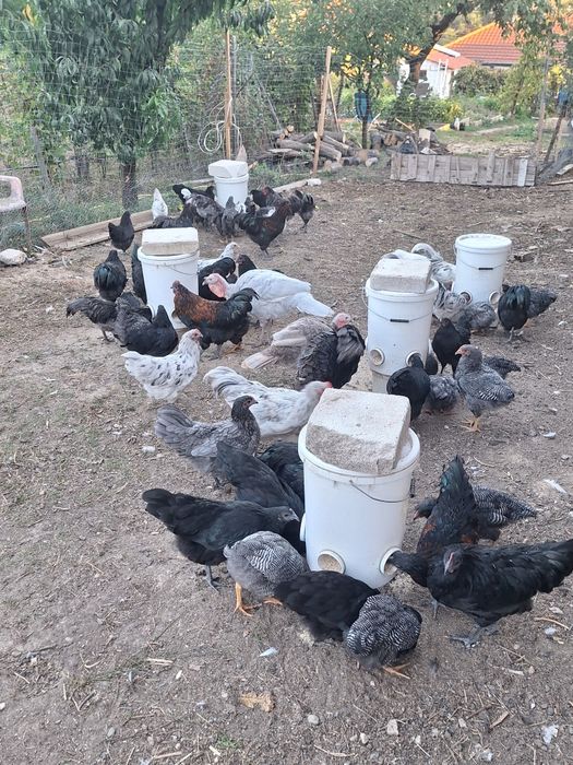Cocoșei și puicuțe Australorp