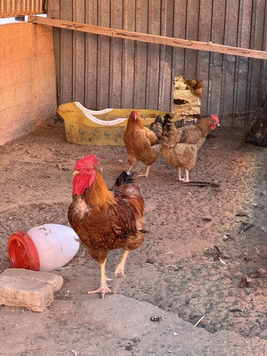 Тауықтар сатылады