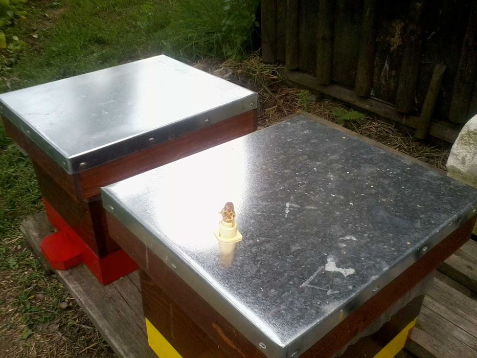 Vând 10 familii de albine, județul Giurgiu