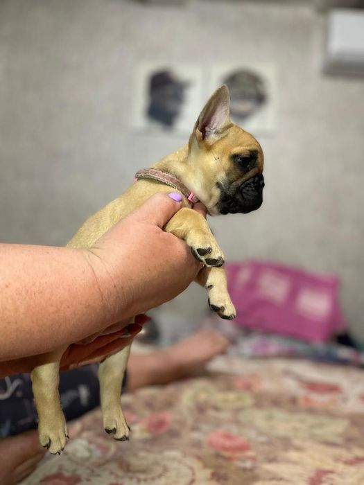 Продам щенков французского бульдога