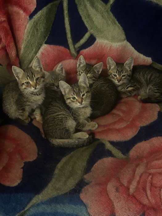 Отдам котят в добрые руки