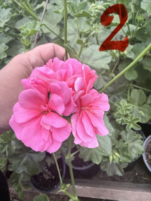 Сакъзче / каскадни мушката – висящи цветя балкон розов червен бял сакъз