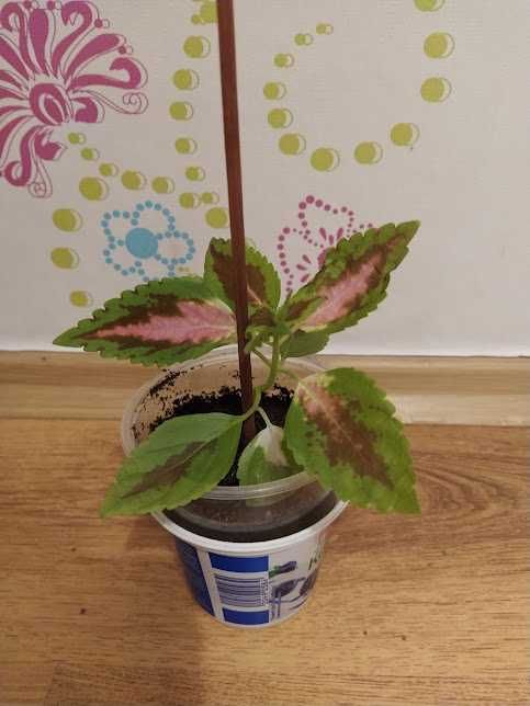 8 копривки + отстъпка