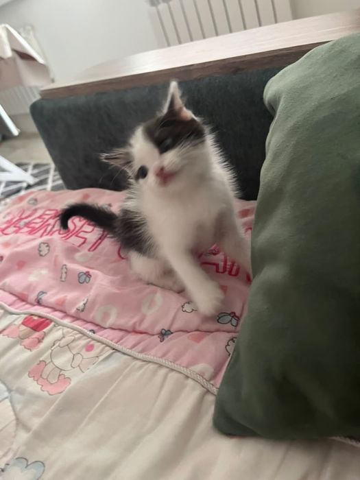 Котяты отдам даром. 2 месяца