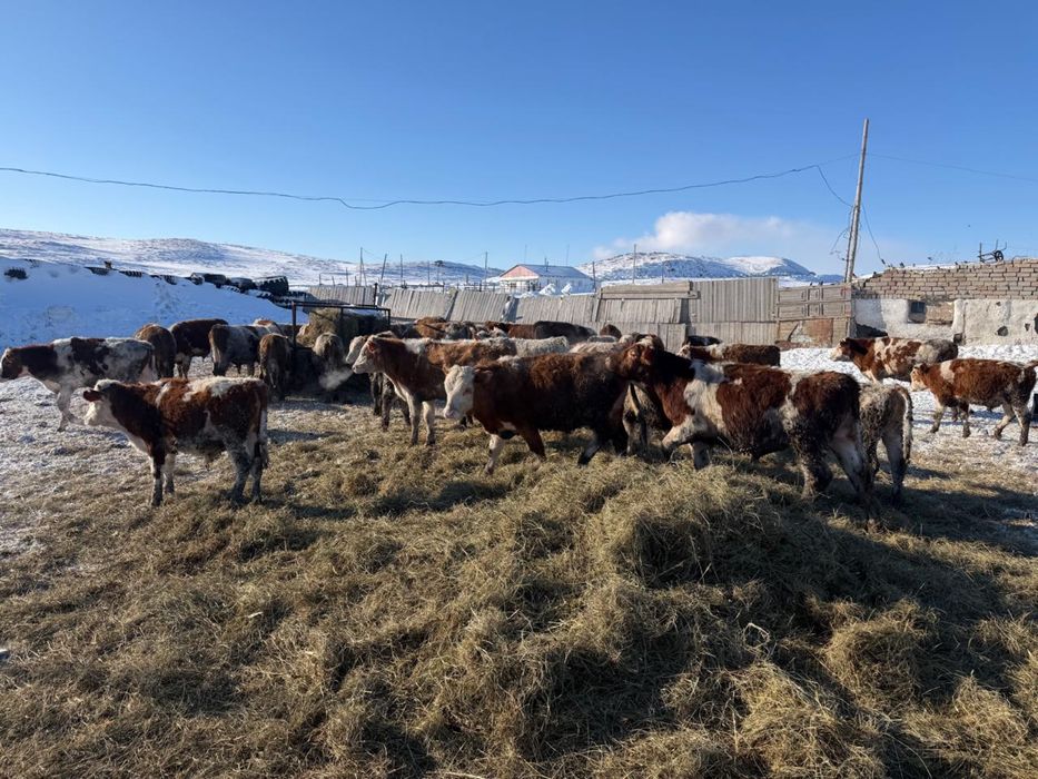 Торпақтар сатылады