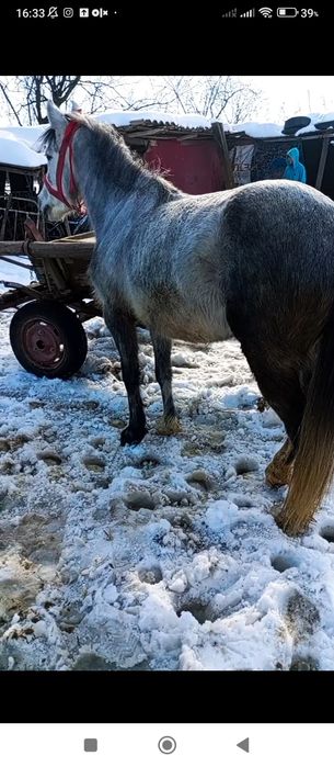 Vând sau schimb poneița